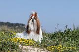 SHIH TZU 012